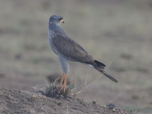 <h3><a href="/trips/tanzania/biota/animalia/chordata/aves/017 accipitriformes/004 accipitridae/melierax poliopterus/melierax poliopterus-nl.html">Melierax&nbsp;poliopterus</a> / Eastern&nbsp;chanting&nbsp;goshawk / Bleke&nbsp;zanghavik</h3>OM-1 Mark II met OLYMPUS M.150-400mm F4.5, 1/2000 sec  bij F5.0, ISO 1000, afstand 39.4&nbsp;m
